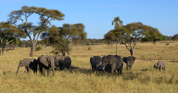 Elephant Herd Tarangire NP