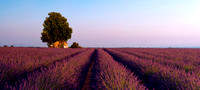 Valensole Dreaming