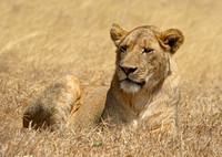 Tanzania Safari 2012