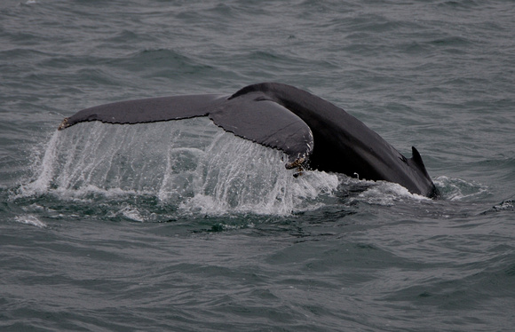 Humpback Whale Husavik